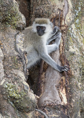 Africa, Tanzania Serengeti National Park, Ngorongoro crater area monkey