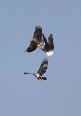 Adult Bald Eagle (haliaeetus leucocephalus)