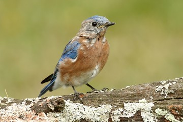 Baby Eastern Bluebird
