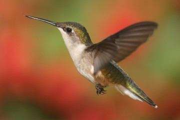 Fototapeta premium Ruby-throated Hummingbird In Flight