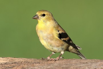 American Goldfinch (Carduelis tristis)
