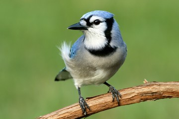 Blue Jay (corvid cyanocitta)