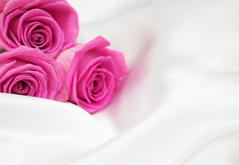 roses on white silk background