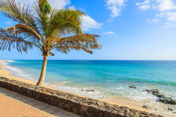 Fototapeta na wymiar Palm tree on beautiful tropical beach in Morro Jable town, Fuerteventura, Canary Islands, Spain
