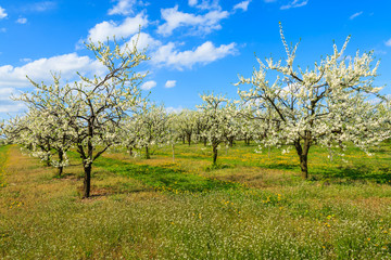 Fototapeta na wymiar Plum and apple trees in blossom in orchard near Kotuszow village on sunny spring day, Poland