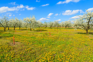 Plum and apple trees in blossom in orchard near Kotuszow village on sunny spring day, Poland