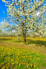 Yellow spring flowers and plum and apple trees in blossom in orchard near Kotuszow village on sunny day, Poland