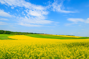 Obraz premium Rapeseed flowers on field with blue sky and clouds, Burgenland, Austria