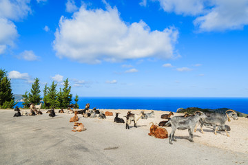 Fototapeta na wymiar Goats with horns on scenic mountain road to Assos village against blue sea background, Kefalonia island, Greece