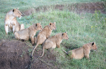 Africa, Tanzania Serengeti National Park, Ngorongoro crater area, lions with cubs