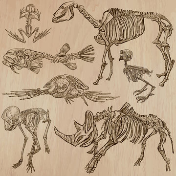 Bones, Skulls, Skeletons - freehands, vector