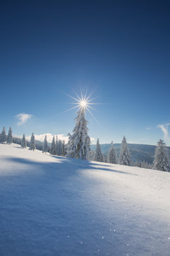 Fototapeta conifer trees in winter in Black Forest, Germany