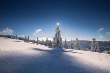 Photo sur Plexiglas Hiver conifer trees in winter in Black Forest, Germany