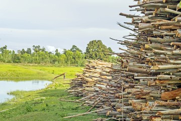 timber during timber harvesting and rice field background - felled trees, put together during logging