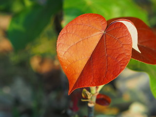 An orange heart shape leaf in bloom in winter