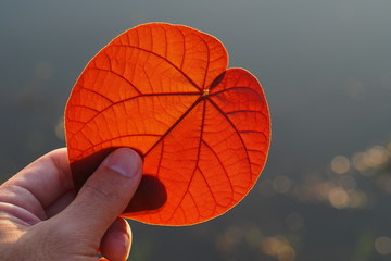 An orange heart shape leaf in hand