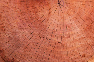 Wood texture cut tree trunk used as background