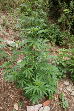 marijuana plant detail
