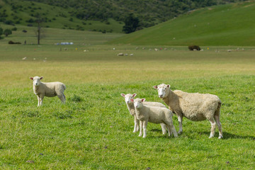 Naklejka na ściany i meble flock of sheep