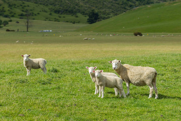 Obraz premium flock of sheep
