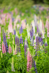 Fototapeta premium wild Lupins in Arrowtown, New Zealand