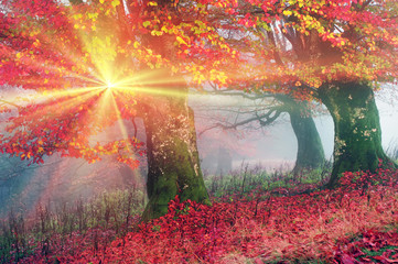 Obraz na płótnie Canvas autumn mist