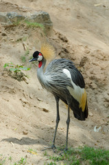 Grey Crowned Crane.