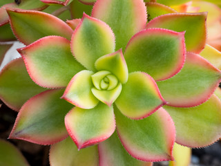 Succulent Close-up / Macro