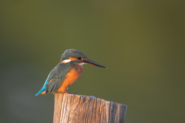 Common Kingfisher