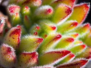 Succulent Close-up / Macro