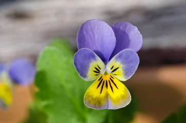 Viola close-up shot