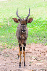 Young gazelle in profile.