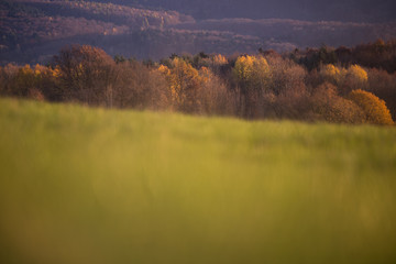 Fototapeta na wymiar blurred field in fall