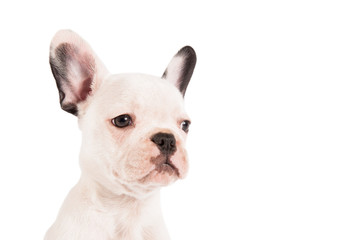 Adorable French bulldog