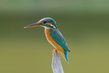 Obraz premium Common Kingfisher