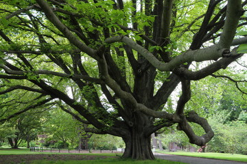 Majestic tree