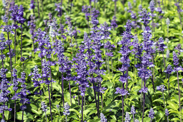 blurred violet flowers on field, lavender flowers background.
