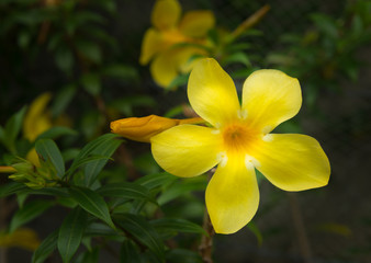 Fototapeta na wymiar Allamanda yellow flower
