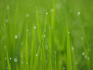 朝露光る稲