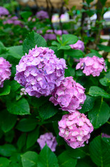 Hydrangeas at Hakusan Shrine in Tokyo