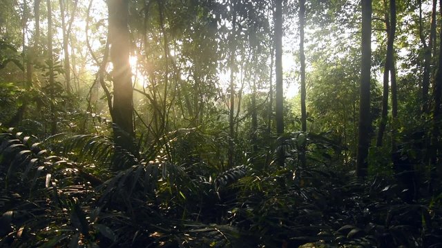 Master shot morning in dense Amazon jungle