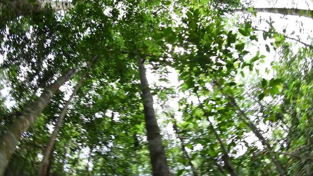 Wide angle arch pan shot in dense Amazon jungle