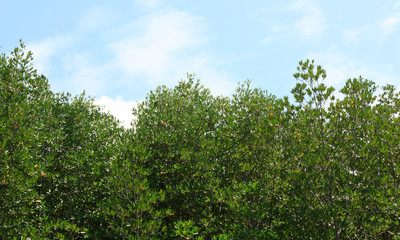Fototapeta na wymiar Mangroves with blue sky