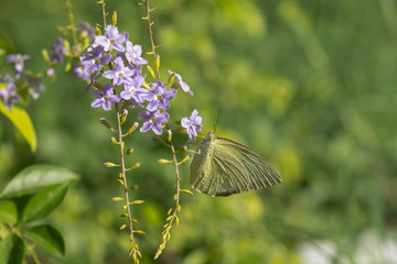 Yellow Butterfly sucking nectar from purple flowers .