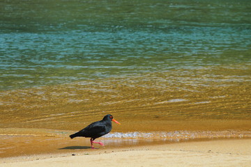 Oystercatcher