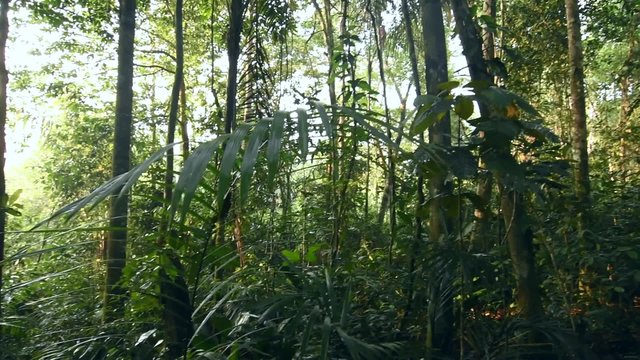 Wide angle pan shot morning in dense Amazon jungle