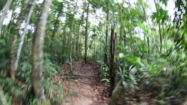 Wide angle running action shot on Amazon jungle trail