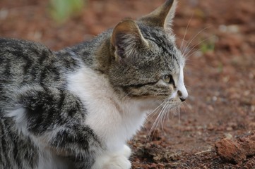 Obraz premium katze 82