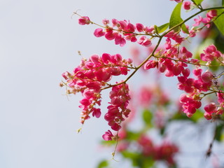 Confederate vine with pink flower and the sky