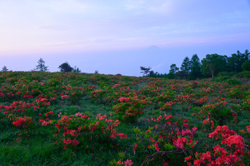 Fototapeta na wymiar Summit of Mt. Amariyama and Japanese Azalea in Nirasaki, Yamanashi, Japan